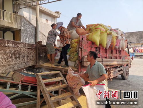 四川敘永 特色糯稻收購(gòu)忙 助農(nóng)增收笑開顏