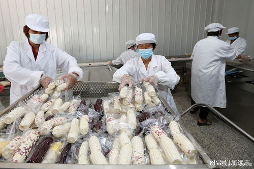 觸目驚心 記者臥底鴨腸鵝腸工廠,揭露食品安全問題
